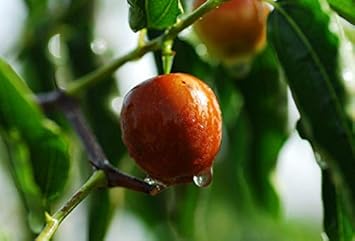 Merron Jujube Fruit Seeds for Planting and Cultivating Unique and Sweet Fruits, Heirloom seeds